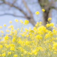 春を彩る菜の花と枯れ木の風景の写真