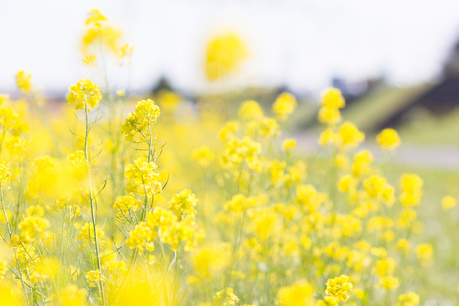 一面の菜の花が黄色く咲く春の田園風景