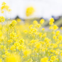 菜の花畑の季節 春の田園風景に咲く黄色い花々の写真