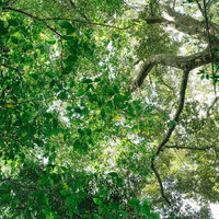 森の中で降り注ぐ木漏れ日と樹木の新緑の葉の写真