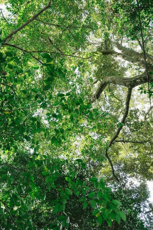 森の中で降り注ぐ木漏れ日と樹木の新緑の葉