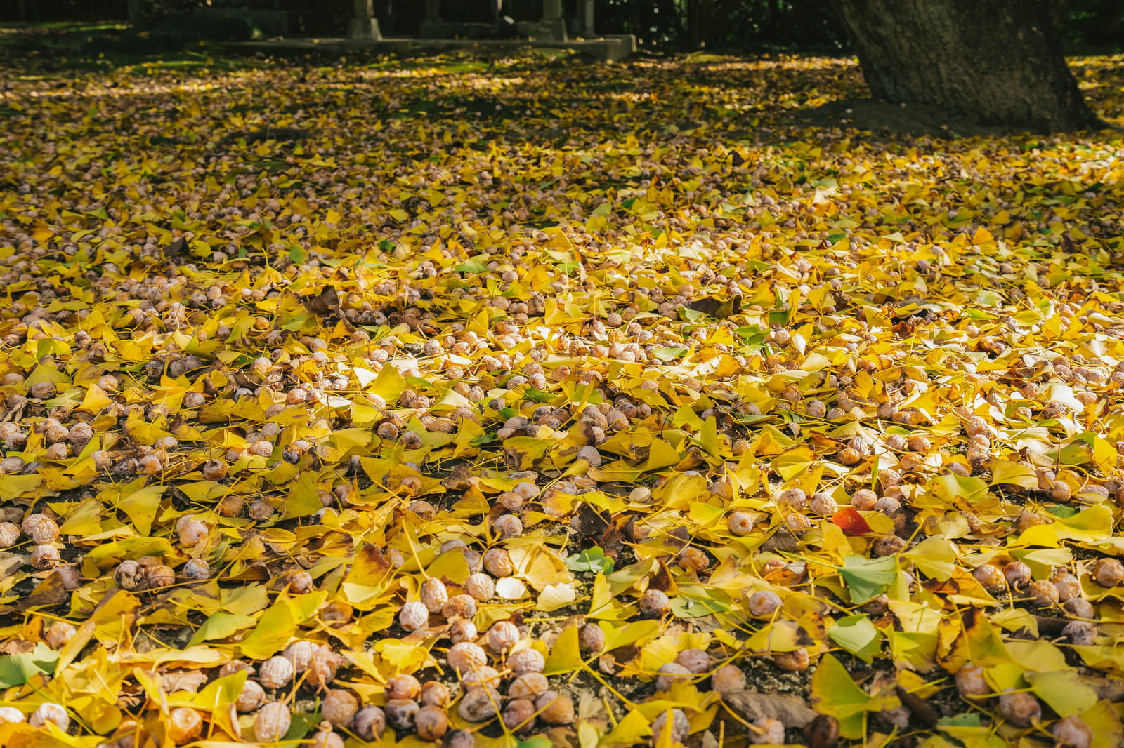 Ground covered with yellow ginkgo fallen leaves and ginkgo nuts in autumn