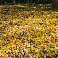 一面に積もったイチョウの落葉と銀杏の種が広がる秋の風景の写真
