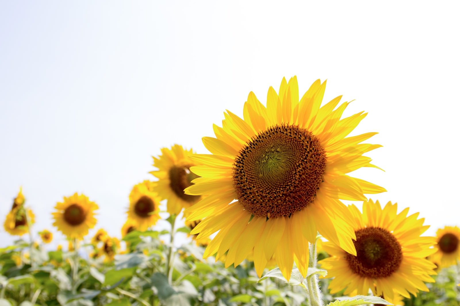 暑い夏に満開のヒマワリ畑。大きく咲いた黄色いヒマワリと背景のぼけた複数のヒマワリ