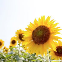 暑さに負けるな！満開ヒマワリ畑、黄色い花と茶色い種が詰まった夏の風景の写真