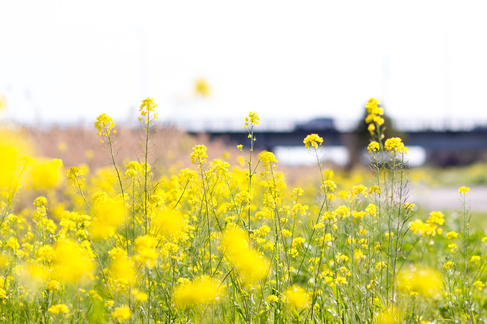 春の黄色い菜の花が広がる農地で、緑の茎が立ち並ぶ様子