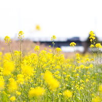 春を感じる菜の花畑の写真