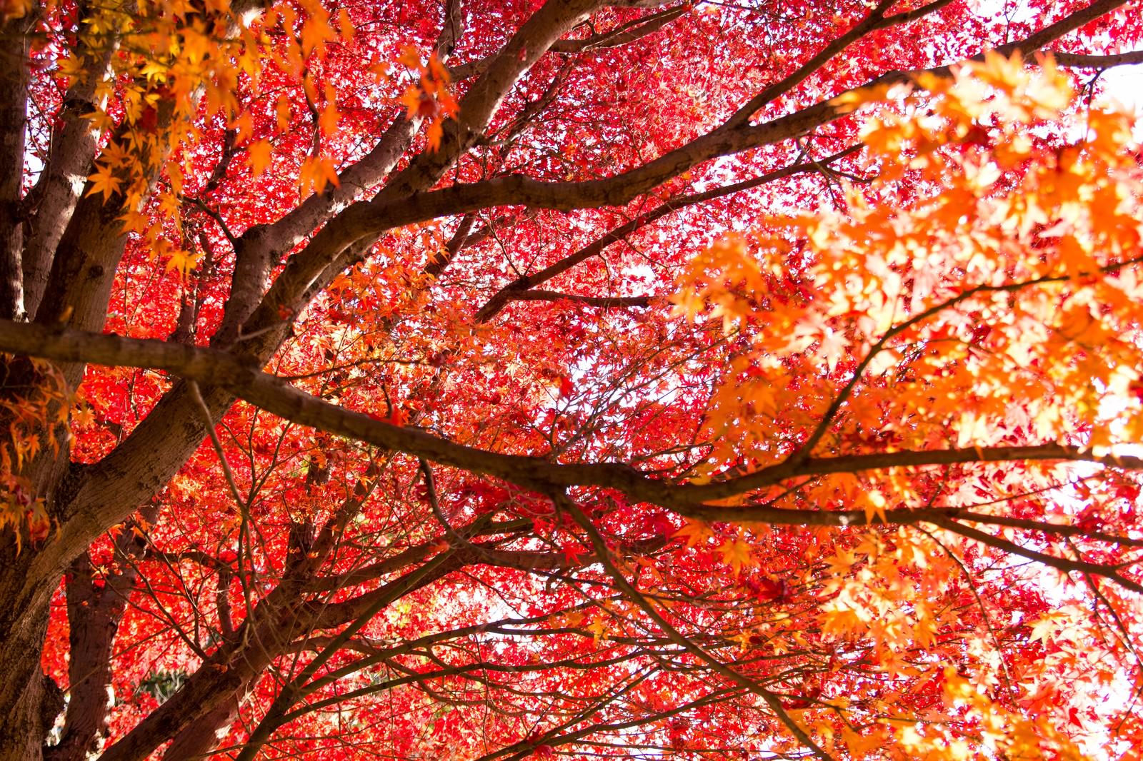 下から見上げた秋の紅葉の枝葉