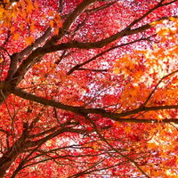 下から見上げた赤やオレンジに色づく紅葉の枝葉の写真