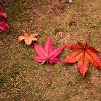 地面に落ちたピンクやオレンジの紅葉した葉4枚の写真
