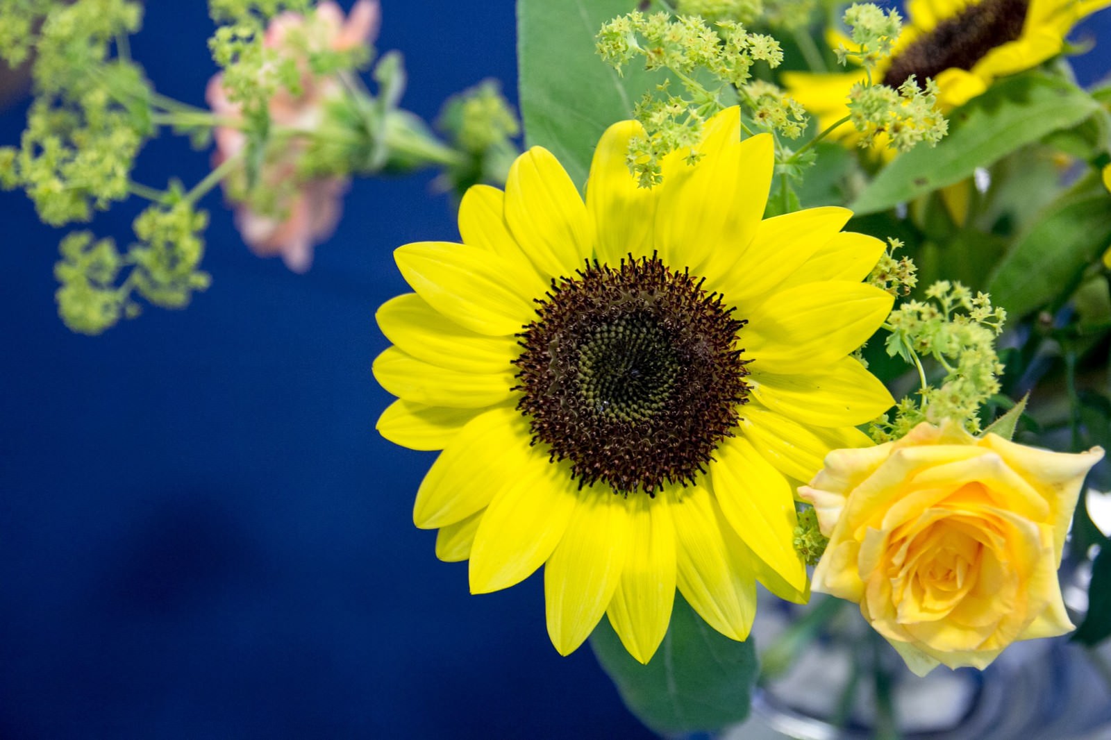 濃い青い背景にひまわりと黄色いバラと黄緑の小花が配置された花束