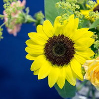 青い背景に浮かぶひまわりと黄色いバラの花束の写真