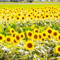 金色の社殿を飾る龍と獅子の彫刻の写真