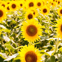 真夏の向日葵畑、黄色い花が一面に咲き誇るの写真