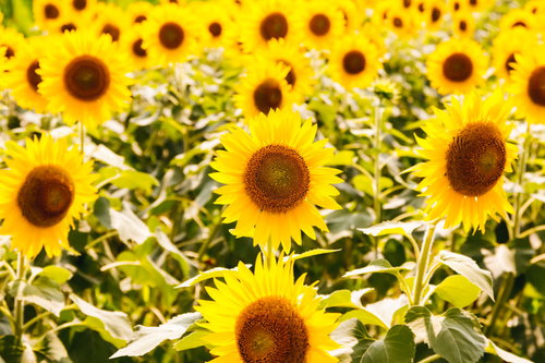 真夏の向日葵畑、黄色い花が一面に咲き誇る