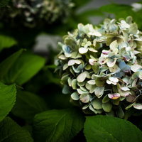 枯れていく紫陽花の花房 季節の移ろいを表現する自然の写真