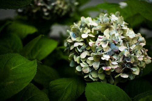 枯れていく紫陽花の花房 季節の移ろいを表現する自然