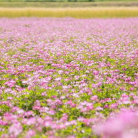 一面に咲くれんげ畑の花と田園の春風景、蓮華の群生の写真