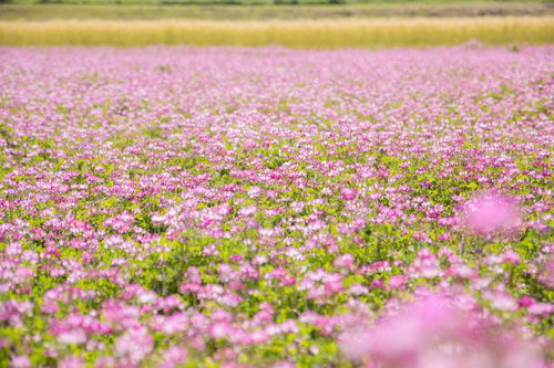 一面に咲くれんげ畑の花と田園の春風景、蓮華の群生