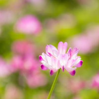 ピンク色に染まるれんげの花が咲く春の野花畑の写真