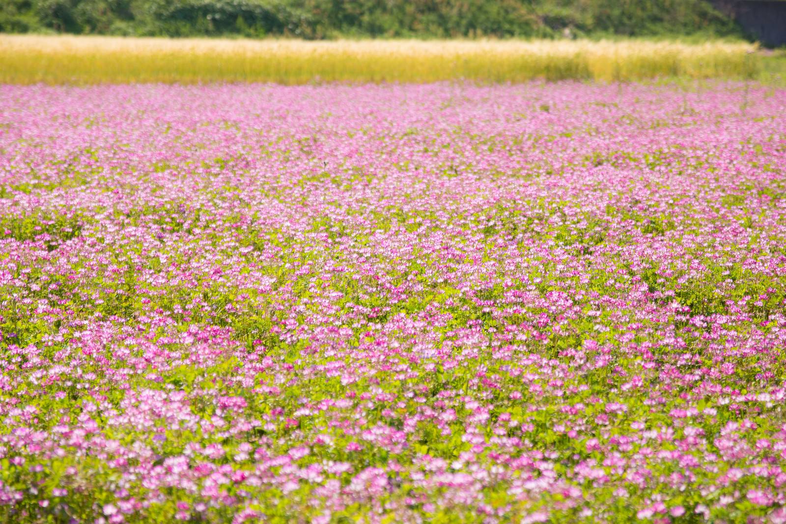 ピンク色のレンゲ花が咲き誇るお花畑の全景