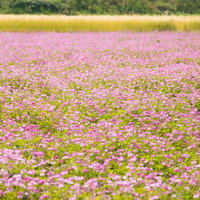 レンゲ畑に咲く蓮華のお花畑の写真