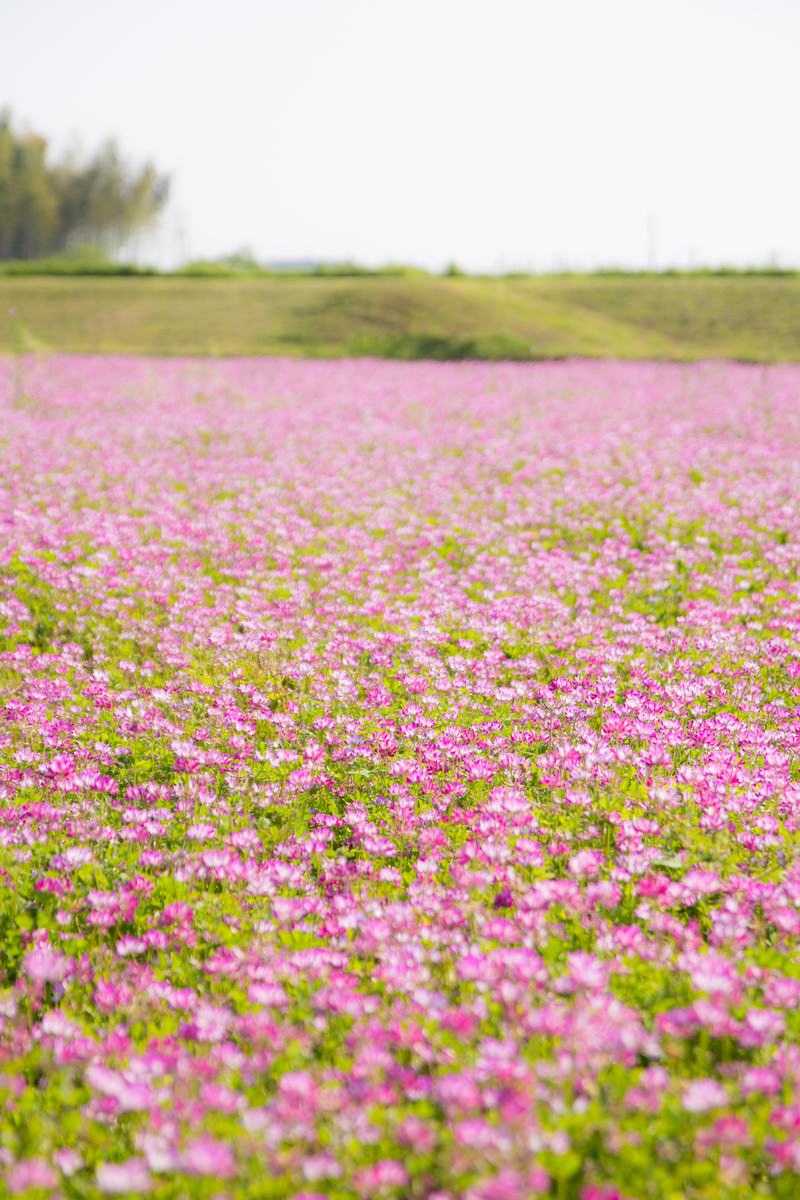 A farmland covered in blooming pink lotus flowers