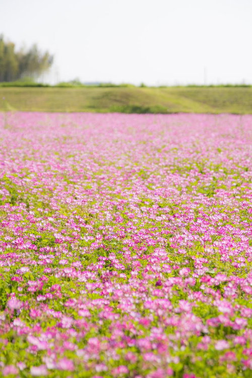 ピンク色に咲き誇る蓮華畑