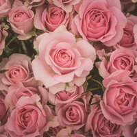 薄ピンク色の満開の薔薇が密集したテクスチャーの写真