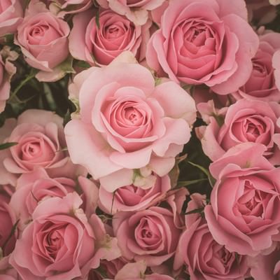 薄ピンク色の満開の薔薇が密集したテクスチャーの写真