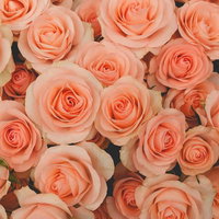 敷き詰められたサーモンピンクのバラのテクスチャーの写真