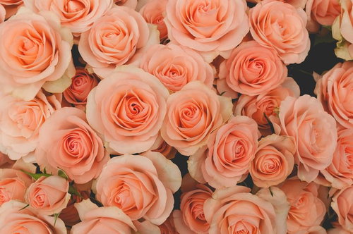 敷き詰められたサーモンピンクのバラのテクスチャー