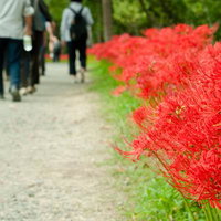 道端に咲く赤い彼岸花と観光客の散策風景の写真