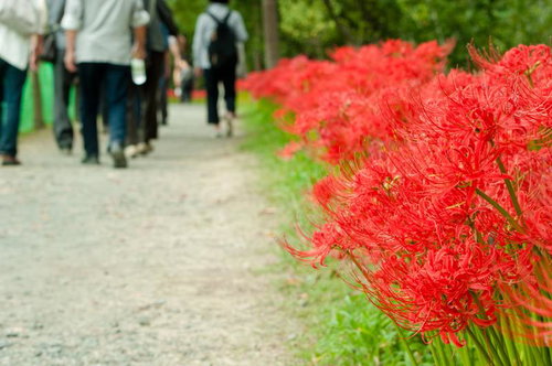 道端に咲く赤い彼岸花と観光客の散策風景