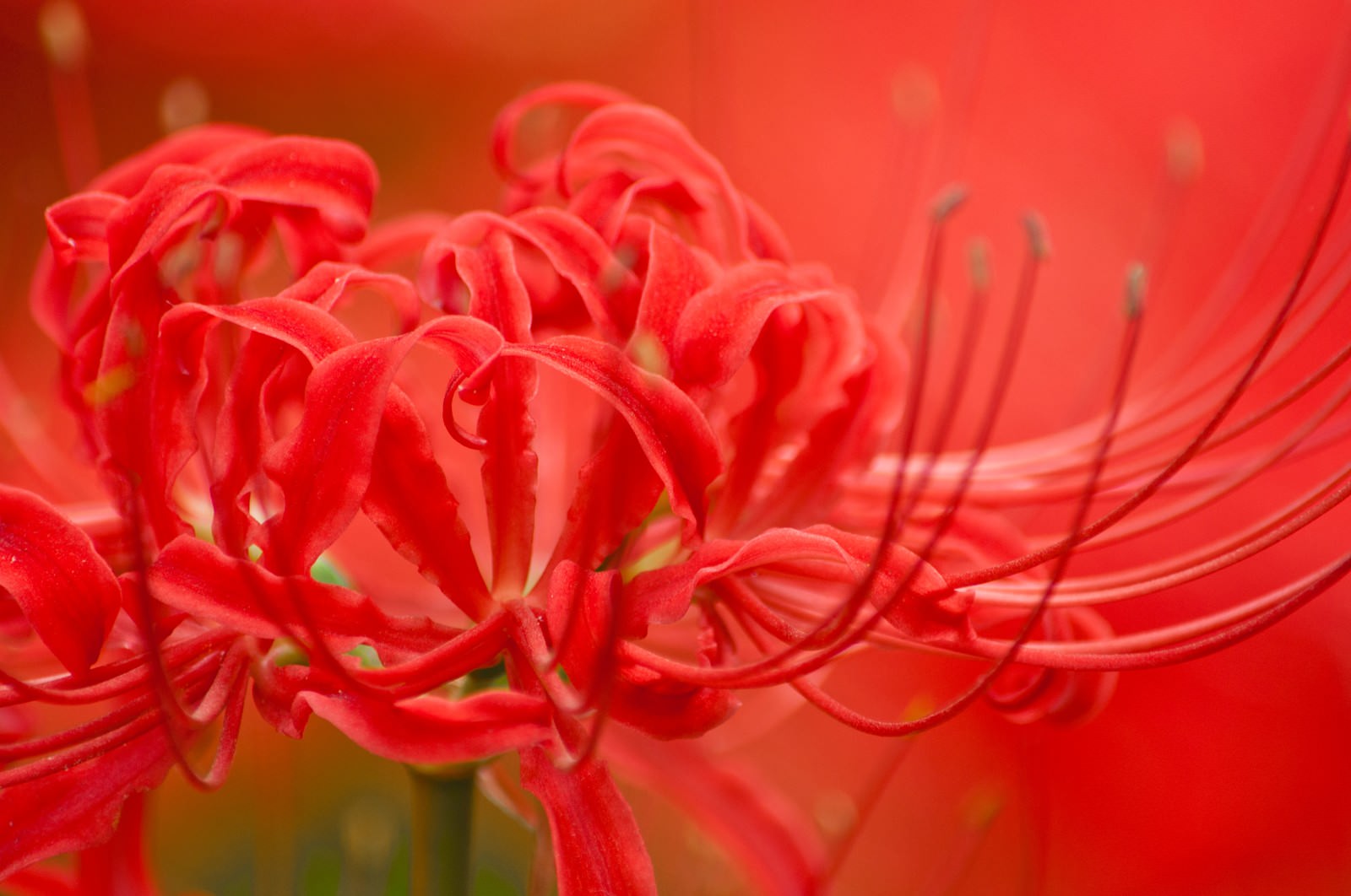 赤い彼岸花が群生する秋の花畑。細い茎に放射状に開いた花弁が連なっている。