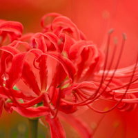 群生する彼岸花のうっとりする赤色、秋の花畑の写真