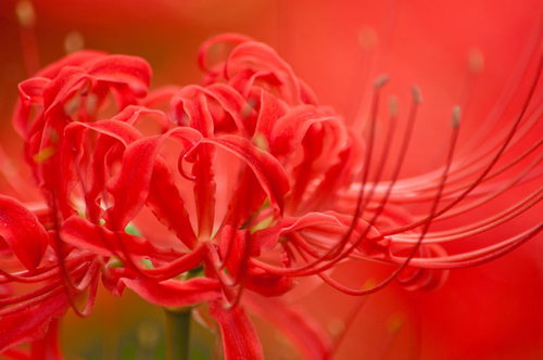 群生する彼岸花のうっとりする赤色、秋の花畑