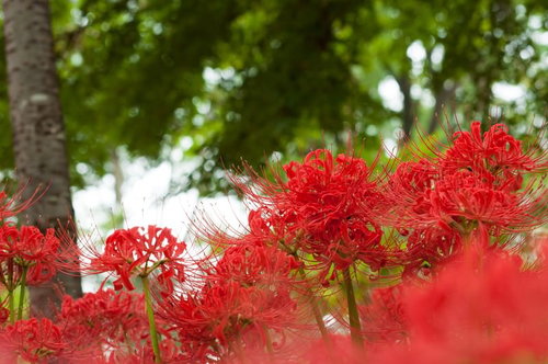 秋の彼岸時期に咲く赤い曼珠沙華の群生風景