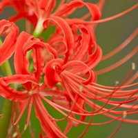 赤く咲き誇る彼岸花の満開風景、細い茎に放射状に広がる花弁の写真