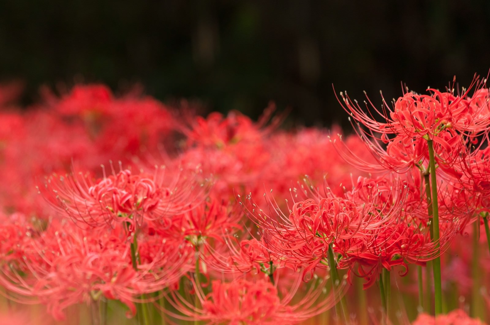赤い彼岸花が群生している写真。手前の花にピントが合い、背景は柔らかくぼけている