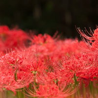 妖しい赤い彼岸花の群生、秋の花畑に咲く放射状の花弁の写真