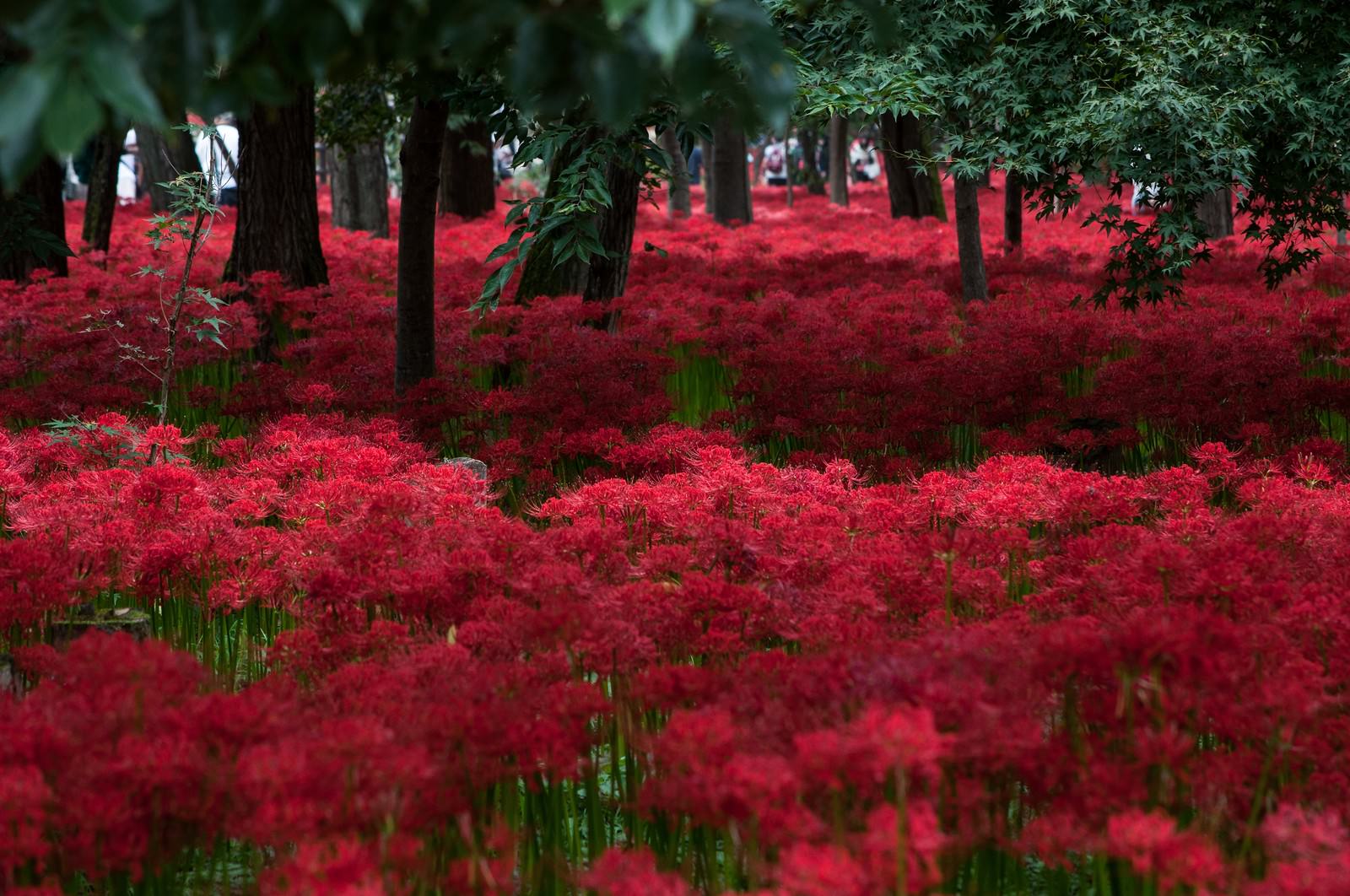 赤い彼岸花が群生する林間の花畑。枝垂れ柳の下に千輪を超える花が咲き乱れている