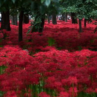 赤い彼岸花で一面が埋め尽くされた巾着田の秋景の写真