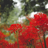 秋のお彼岸に咲く赤く咲き誇るヒガンバナの群生の写真