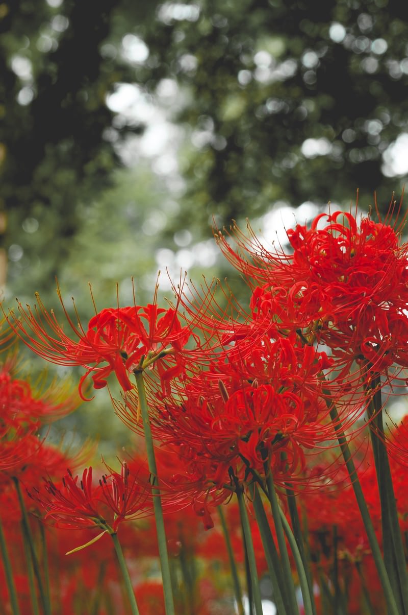 赤いヒガンバナが群生する秋の花畑。細い緑の茎に放射状の花弁が咲いている