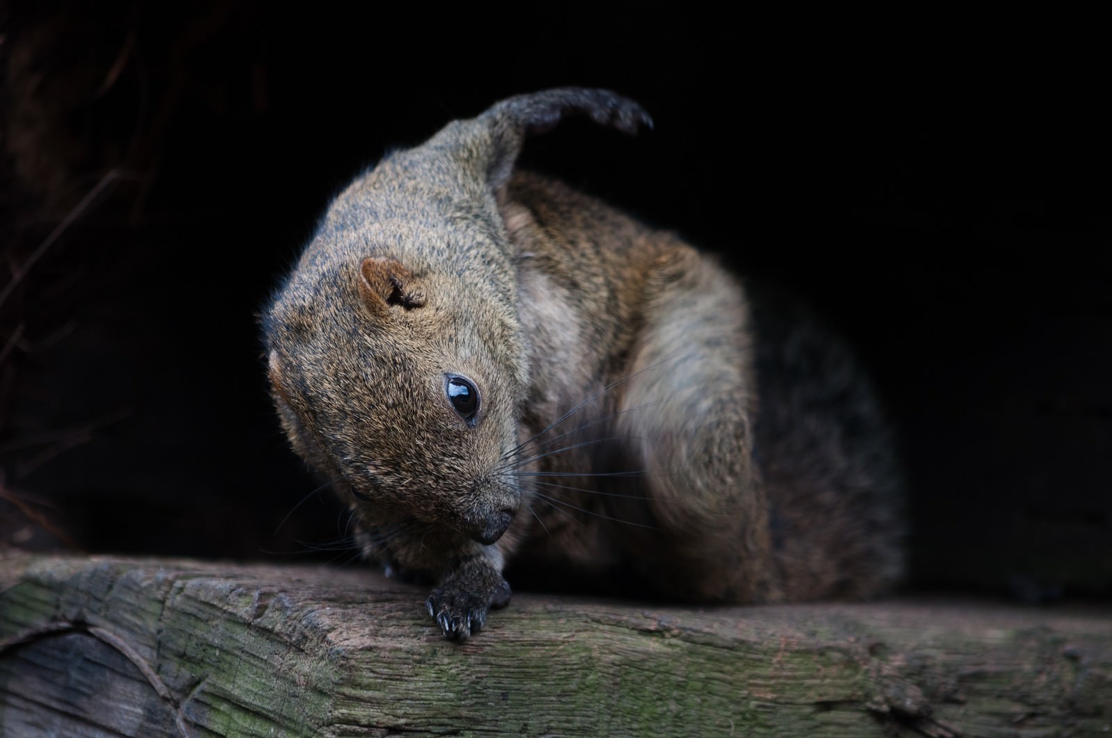 丸太の上で走り出そうとする灰色のリス、青い瞳で前を向く