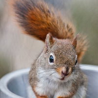 こちらを見つめるリスと金属容器の写真