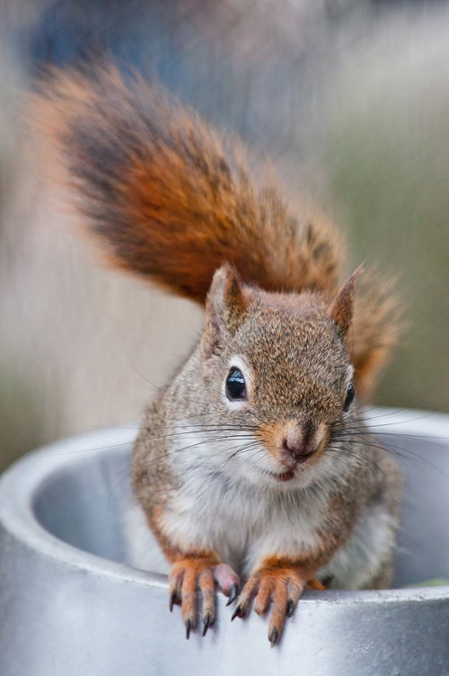 水飲み場でこちらを見つめるリスの接写ポートレート