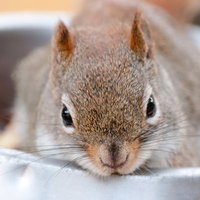 じっと見つめるリスと古い巣箱の写真