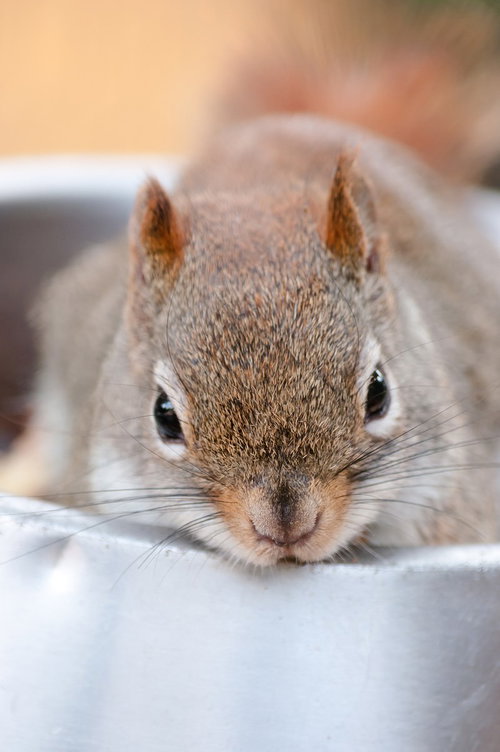 じっと見つめるリスと古い巣箱